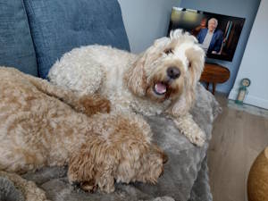 Happy dog