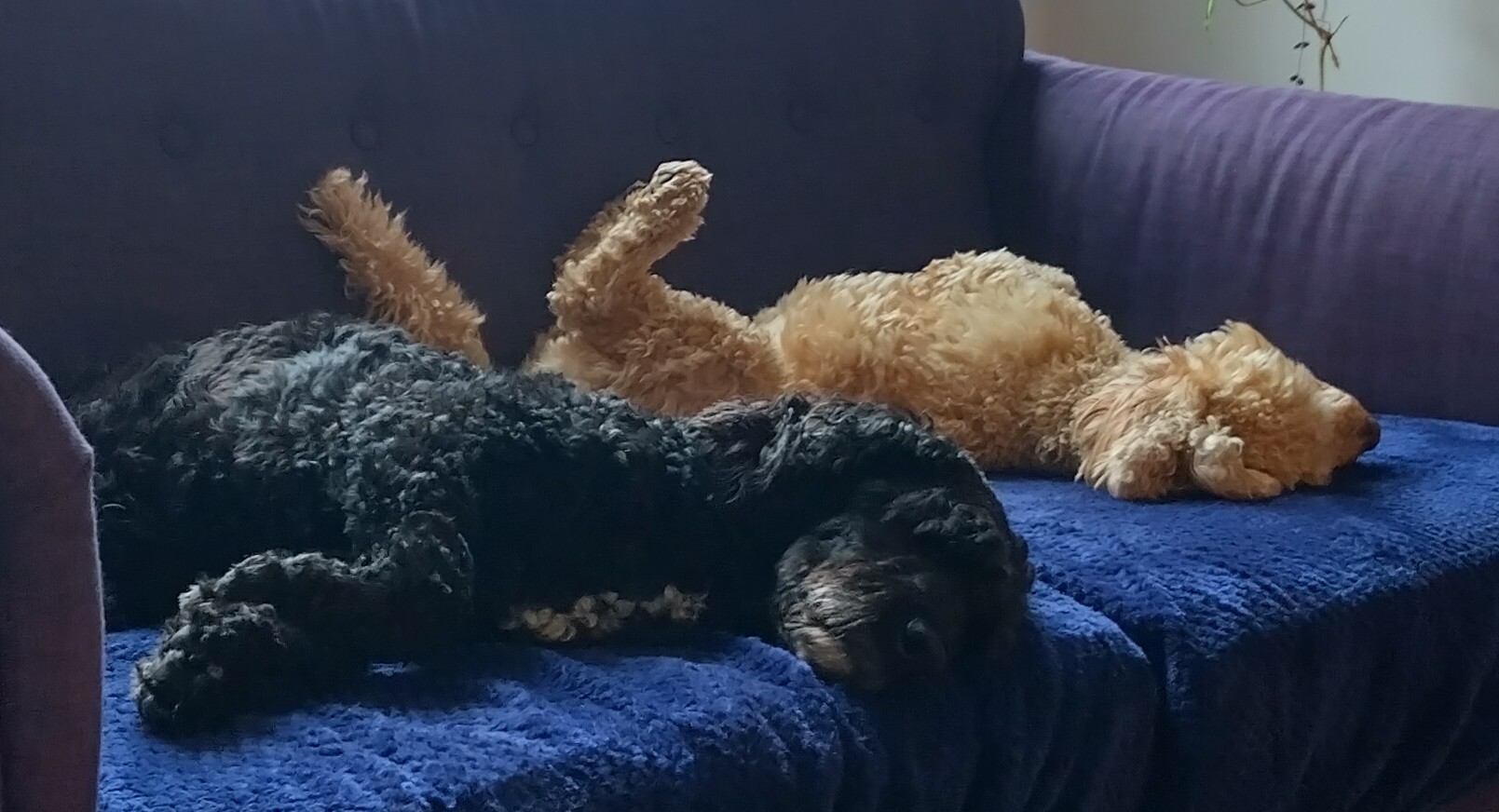 Sprock and custard chilling out